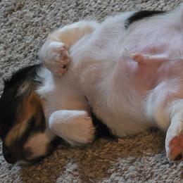 Dachshunds from Kristin Stragey