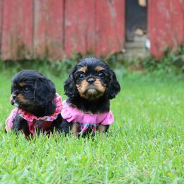Girl 1 - Black and tan female Cavalier King Charles Spaniel puppy in Hancock, Wisconsin from Wisconsin Cavaliers