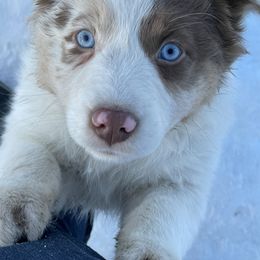 Australian Shepherd Puppies from Corbridge Aussies