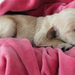 Goldendoodle Puppies from CharLia's Holistic English Cream Golden Retrievers & Doodles