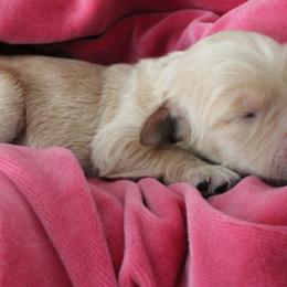 Goldendoodle Puppies from CharLia's Holistic English Cream Golden Retrievers & Doodles