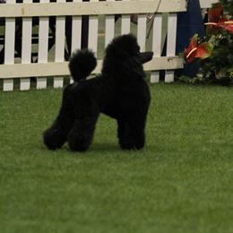 Biewer Terriers and Poodles from Eaglehill-South Miniature Poodles/Classic Biewer Terriers