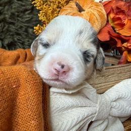 Taffy - Blue merle and white female American Corgi puppy in Paxton, Illinois from McGovern Family Corgis