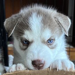 Chocolate Ganache - Red and white Siberian Husky puppy in Aberdeen, Washington from Shaffer Family Farm