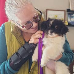 Fava Bean - White female Tibetan Spaniel puppy in Vancouver, Washington from Trillium Tibetan Spaniels