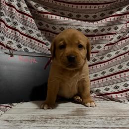 Reya - Yellow female Labrador Retriever puppy in Wittmann, Arizona from AM Labradors