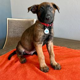 Bane (Red) - Black sable male Belgian Malinois puppy in Buckeue, Arizona from Légende Vivante Du Chief Kennel