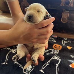 Girl 3 - Yellow female Labrador Retriever puppy in Harpers Ferry, Iowa from Jones Family Labs