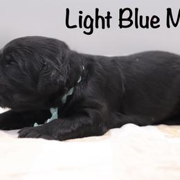 Light blue - Black male Goldendoodle puppy in Maryville, Tennessee from Twin City Doodles