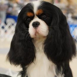 Darcy - Cavalier King Charles Spaniel