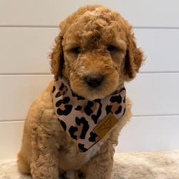 Purple Collar Girl - Red female Bernedoodle puppy in San Augustine, Texas from Vintage Doodles