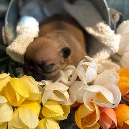 Cypress - Fawn male French Bulldog puppy in Newport, Oregon from Blue Coast Bulldogs
