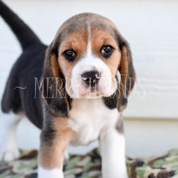 Beagles from Merry Hounds