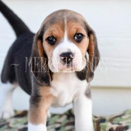 Beagles from Merry Hounds