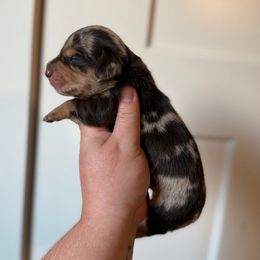 Autumn - Dapple female Dachshund puppy in Lebanon, Tennessee from Thomas Homestead and Rabbitry
