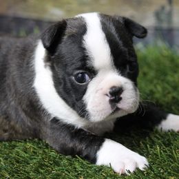 Boston Terrier Puppies from Bonze Boston Terriers