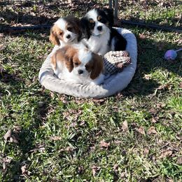 Cavalier King Charles Spaniel and Havanese Puppies from Harlequin Havanese