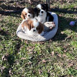 Cavalier King Charles Spaniel and Havanese Puppies from Harlequin Havanese