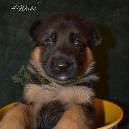 Mint Collar - Black and red male German Shepherd puppy in Orlando, Florida from AceHaven Canines