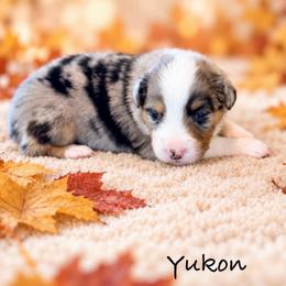 Yukon - Blue merle male Australian Shepherd puppy in Howardsville, Virginia from Spectacular Aussies and Cavaliers