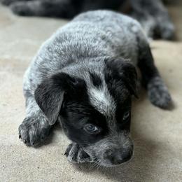 Blue - Blue speckled male Australian Cattle Dog puppy in Marana, Arizona from Impact 3rd Australian Cattle Dogs