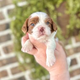 LIBERTY - Chocolate female Cavalier King Charles Spaniel puppy in Jackson, Ohio from The Cavaliers at EAP Acres