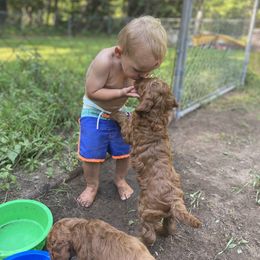 Goldendoodle Puppies from It's Reigning Red Goldendoodles