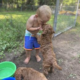 Goldendoodle Puppies from It's Reigning Red Goldendoodles