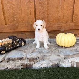 Carl - Cream and white male Aussiedoodle puppy in Lavonia, Georgia from H & A Kennels