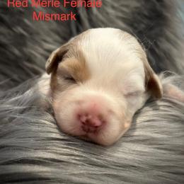 RMF2 - Red merle female Australian Shepherd puppy in Lakeside, Montana from Saddle Peak Aussies