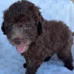 BEAR - Chocolate male Goldendoodle puppy in Maricopa, Arizona from AZ Designer Goldendoodles