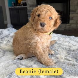 Beanie - Red  female Goldendoodle puppy in Frostproof, Florida from Lover Dover Doodles