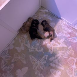 Brussels Griffon Puppies from Shelly's Brussels Griffons