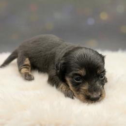 White collar - Black and cream female Dachshund puppy in Simms, Montana from Simms Ashuelot Kennel