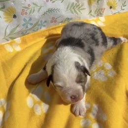 Harvest - Blue merle male Miniature American Shepherd puppy in Plant City, Florida from Osborne & Stormborn FL Kennels