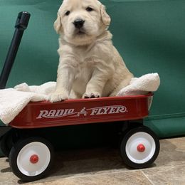 Golden Retriever Puppies from Lol-Goldens