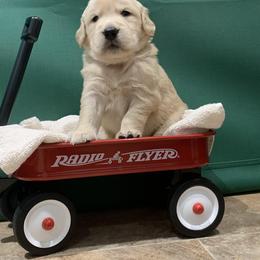 Golden Retriever Puppies from Lol-Goldens
