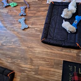 Shih Tzu Puppies from N.F.S.T Imperial ShihTzu Puppies.