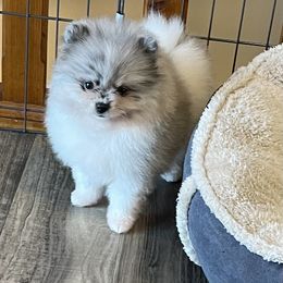 Pomeranian Puppies from Nikki’s lil Pomeranians