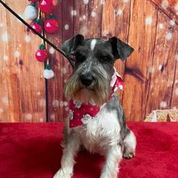 Bendy - Miniature Schnauzer