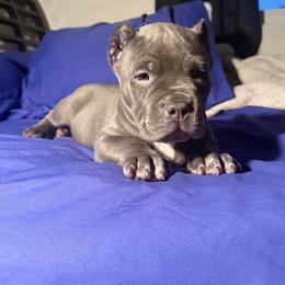 American Bully Puppies from M&M XL Bully Kennel