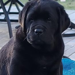 Labrador Retriever Puppies from Sound View Labradors East