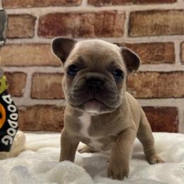 Ace - Blue fawn male French Bulldog puppy in Riverview, Florida from The Frenchie Lady Co.