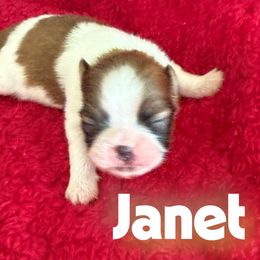 Janet - White female Pekingese puppy in Mabank, Texas from Peke Lovers of Texas