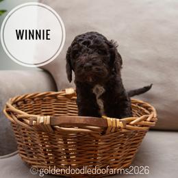 Winnie - Chocolate female Golden Aussiedoodle puppy in Hyrum, Utah from Goldendoodledoo Farms