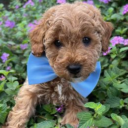 Blue Collar - male Cavapoochon puppy in Waterford, California from Windy Hill Doodles