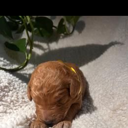 Goldendoodle Puppies from PurdyDoodles