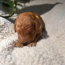 Goldendoodle Puppies from PurdyDoodles