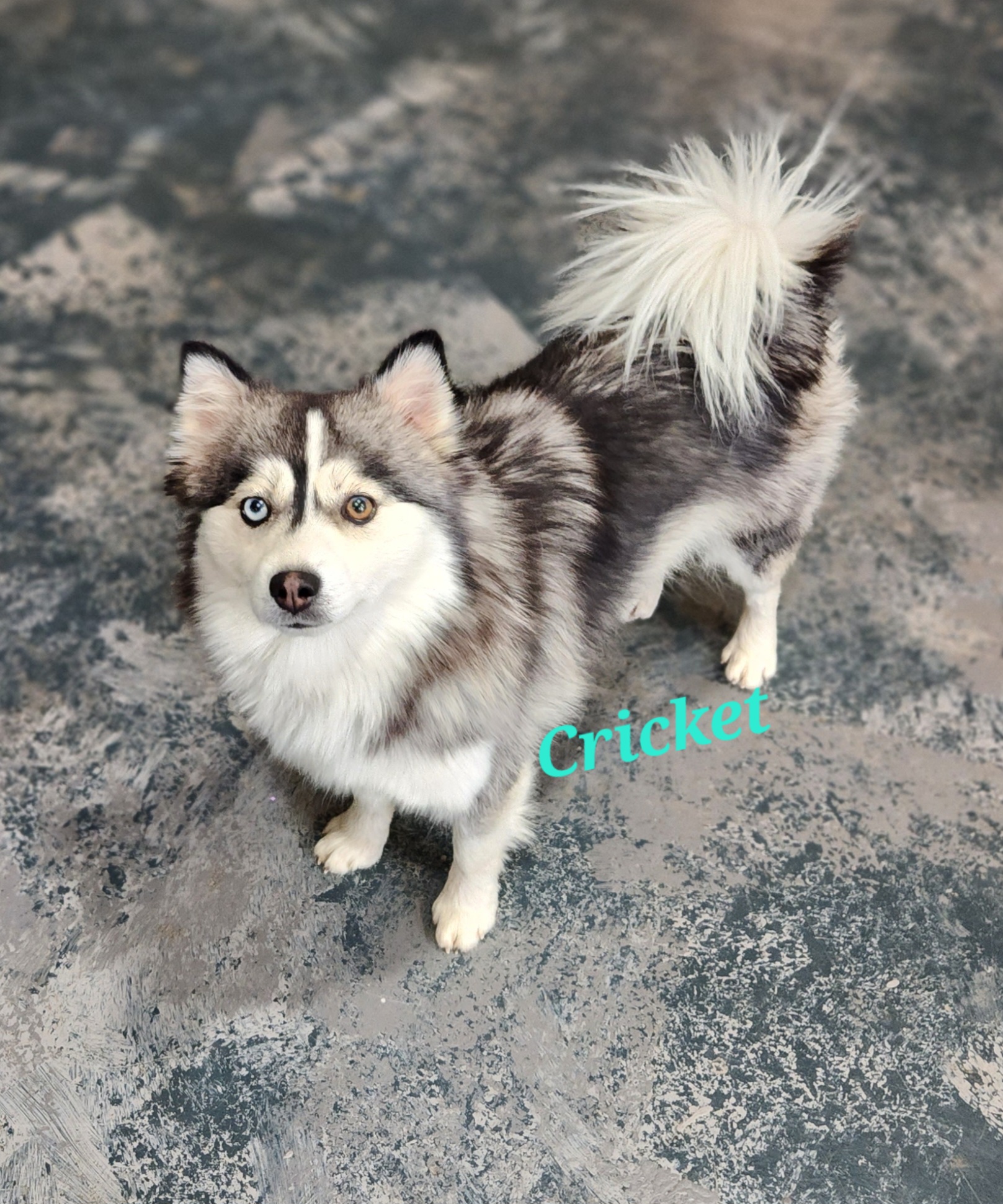 Nova - Pomsky