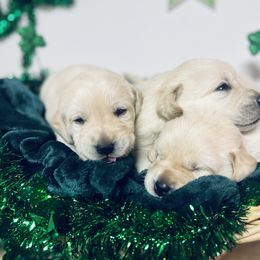 Labrador Retriever Puppies from Mason Dixon Labradors